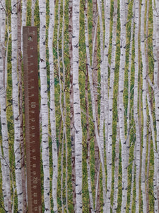 Makower UK "Landscape Silver Birch Wood" by The Henley Studio